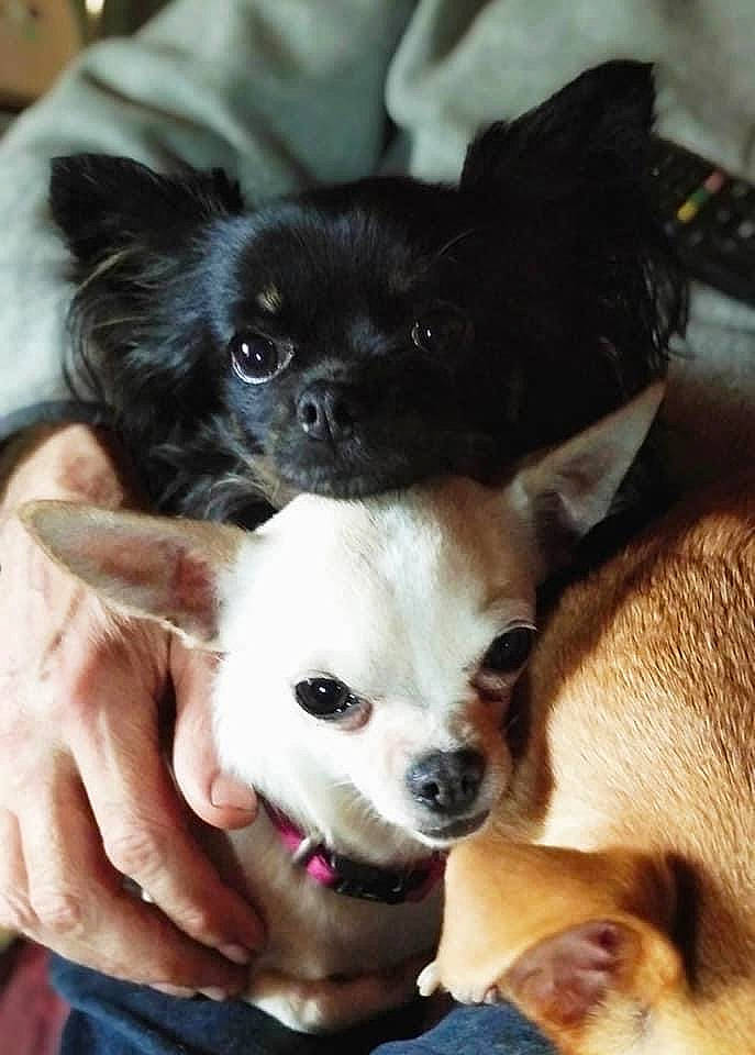 Majesté a rejoint le concours — aidez-le/la à gagner de superbes lots ! canidae, carnivore, chihuahua, companion_dog, corgi_chihuahua, dog, dog_breed, dog_supply, ear, fawn, fur, head, puppy, puppy_love, snout, sporting_group, terrestrial_animal, toy_dog, whiskers, working_animal