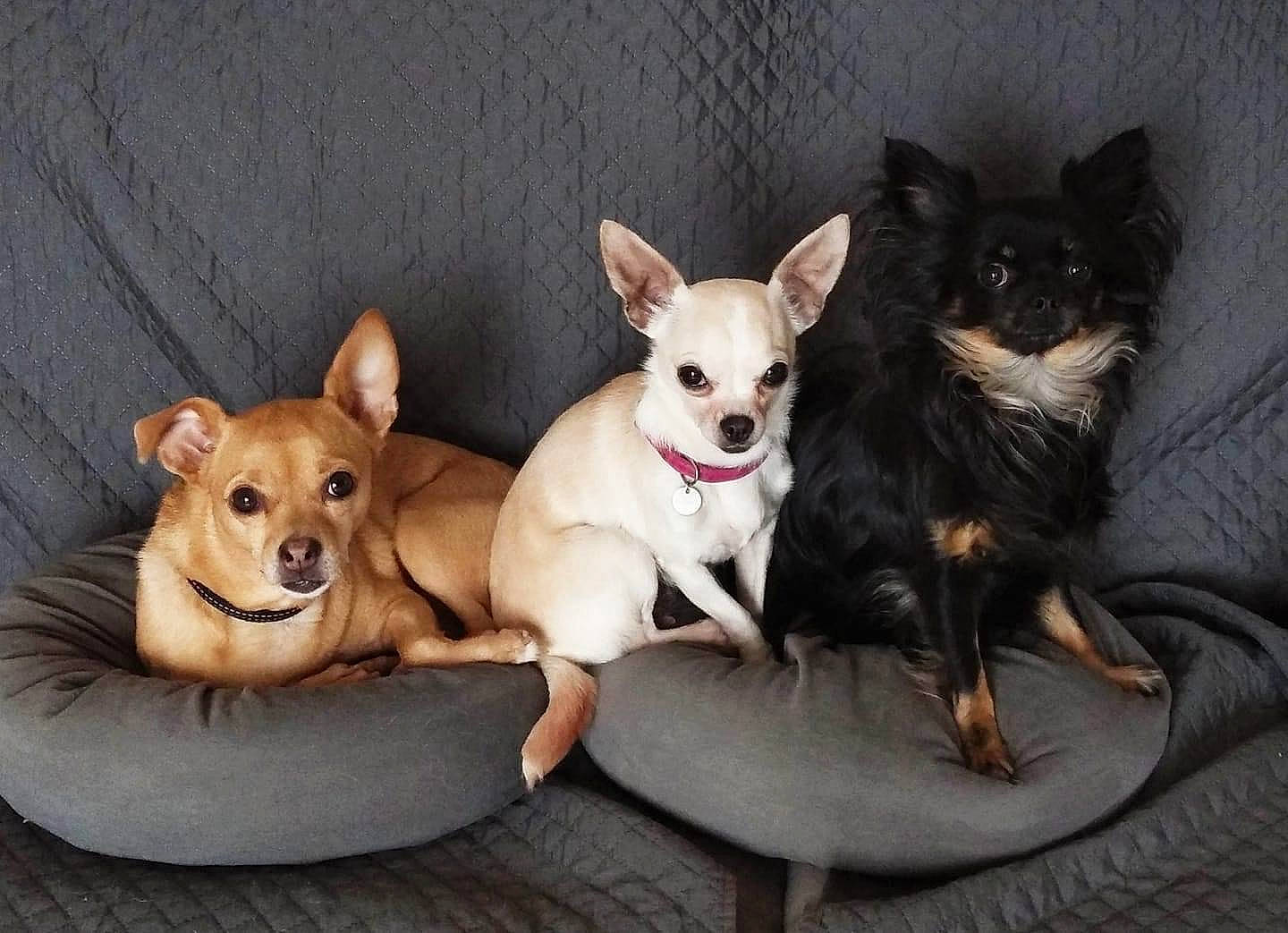 Majesté participe au concours pour gagner de l'argent avec cette photo : canidae, carnivore, chihuahua, comfort, companion_dog, corgi_chihuahua, dog, dog_breed, dog_supply, ear, fawn, fur, paw, russkiy_toy, snout, sporting_group, tail, toy_dog, whiskers, working_animal