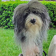 Henry is registered to the contest to win money with this photo: dog, grass, hedge, outdoor, pet, fur, shaggy, portrait, animal, canine, nature, greenery, sitting, cute, fluffy, muzzle, nose, ears, background, wood