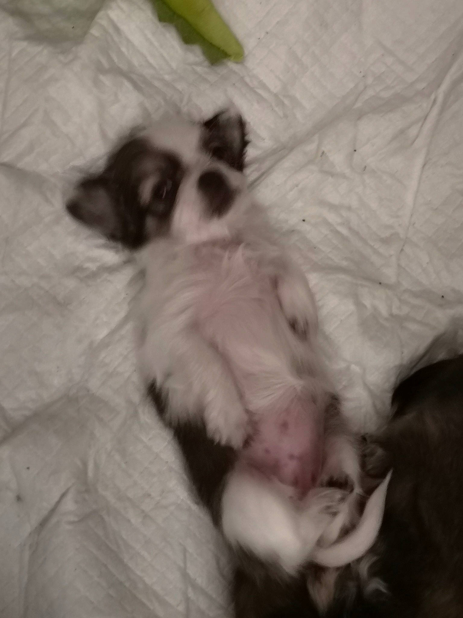 Puce a rejoint le concours — aidez-le/la à gagner de superbes lots ! canidae, carnivore, companion_dog, dog, dog_breed, havanese, lhasa_apso, mammal, non_sporting_group, puppy, puppy_love, shih_tzu, snout, toy_dog, vertebrate