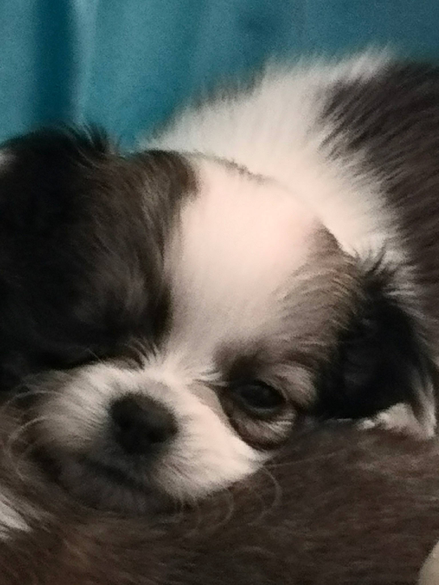 Puce participe au concours pour gagner de l'argent avec cette photo : canidae, carnivore, chinese_imperial_dog, companion_dog, dog, dog_breed, japanese_chin, kyi_leo, lhasa_apso, mal_shi, mammal, morkie, puppy, puppy_love, rare_breed_dog, shih_tzu, snout, sporting_group, toy_dog, vertebrate