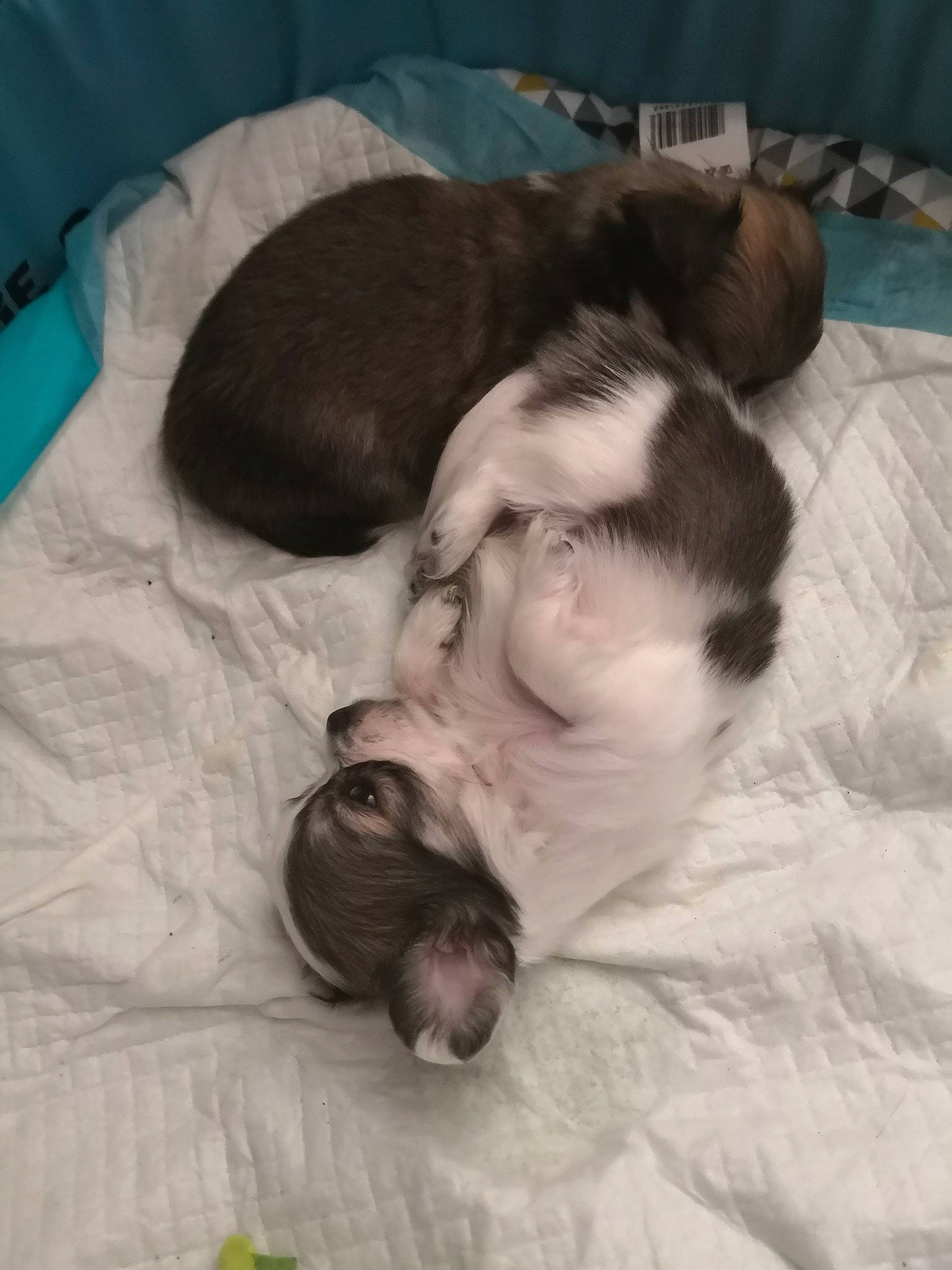 Puce participe au concours pour gagner de l'argent avec cette photo : canidae, carnivore, companion_dog, dog, dog_breed, fawn, lhasa_apso, nap, non_sporting_group, puppy, shih_tzu, sleep, sporting_group, toy_dog