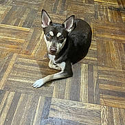 Nova is registered to the contest to win money with this photo: dog, animal, pet, indoor, floor, wooden_floor, brown, black, white, ears, eyes, lying_down, looking_up, curious, canine, mammal, domestic_animal, fur, paw, cute