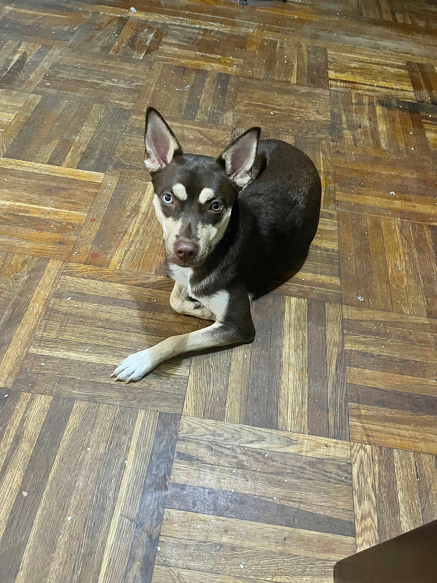 Nova is registered to the contest to win money with this photo: dog, animal, pet, indoor, floor, wooden_floor, brown, black, white, ears, eyes, lying_down, looking_up, curious, canine, mammal, domestic_animal, fur, paw, cute