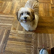 Sienna is registered to the contest to win money with this photo: dog, small_dog, fluffy, parquet_floor, wooden_floor, pet, indoor, footwear, sneaker, looking_up, happy, curious, animal, companion, cute, domestic, flooring, brown, white, beige