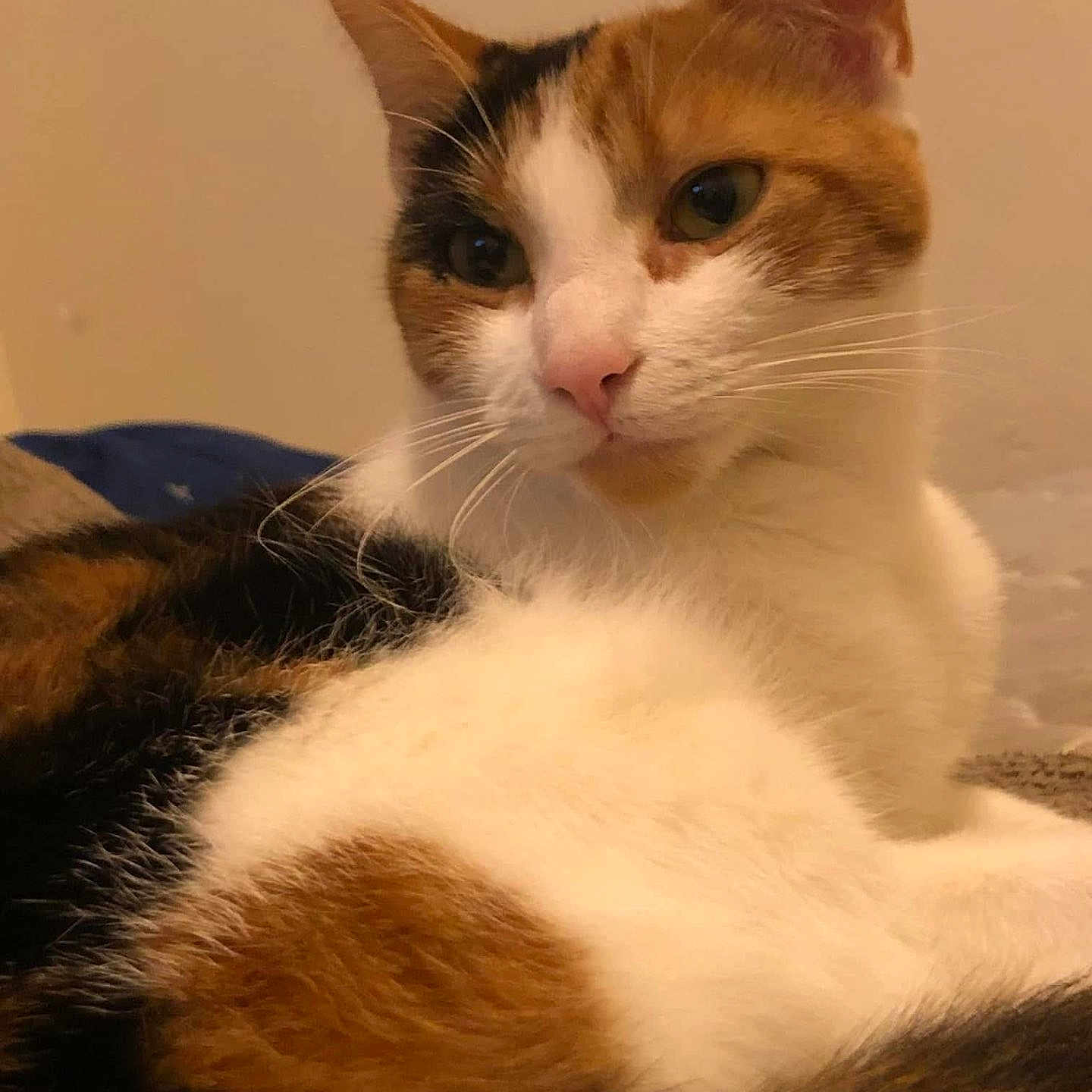 Luna is registered to the contest to win money with this photo: animal, calico_cat, cat, close_up, cute, domestic_cat, ears, eyes, face, feline, fur, indoor, mammal, nose, pet, portrait, relaxed, resting, soft, whiskers