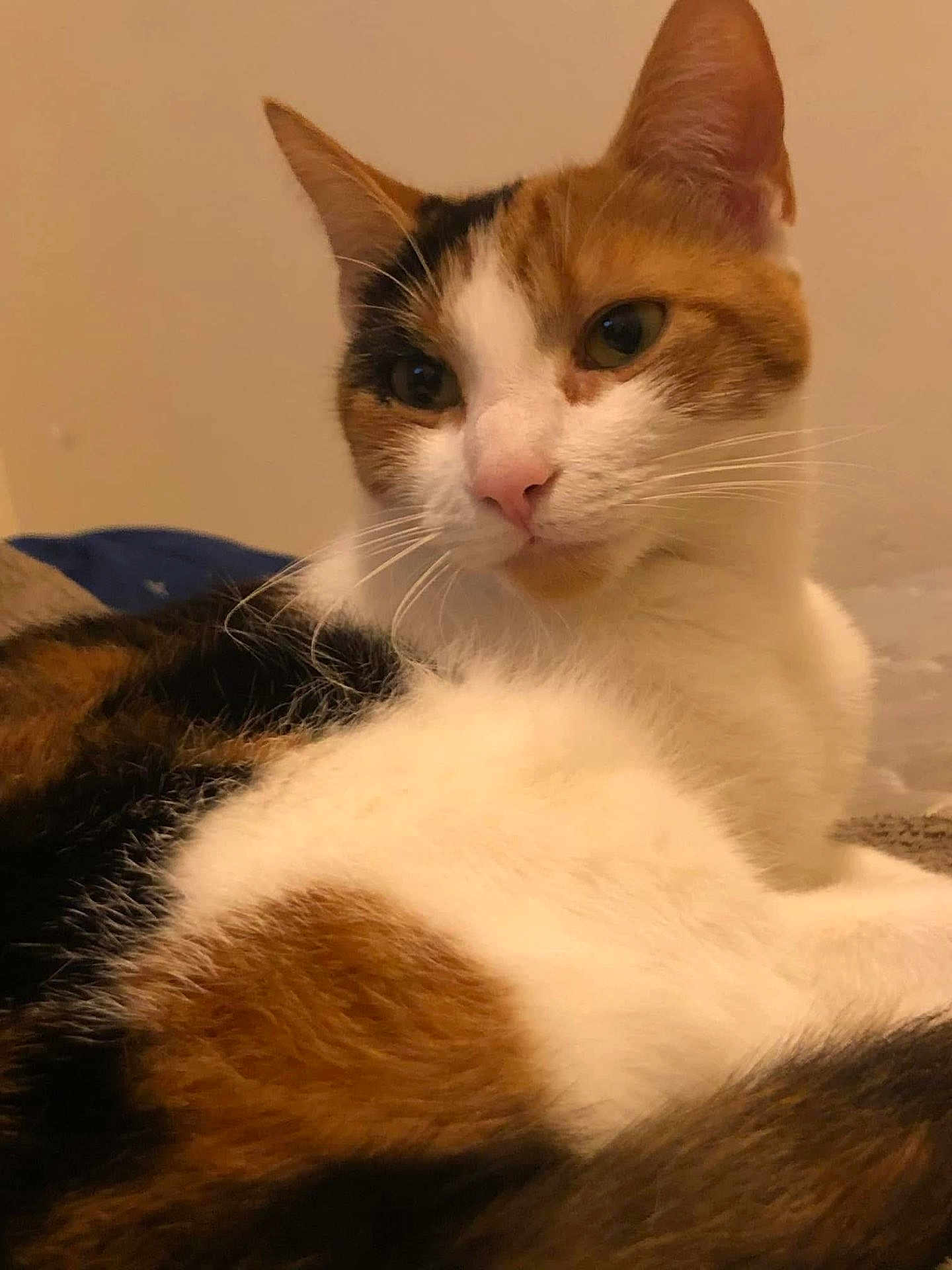 Luna is registered to the contest to win money with this photo: calico_cat, cat, feline, pet, animal, whiskers, fur, close_up, relaxed, indoor, mammal, cute, portrait, resting, ears, face, nose, eyes, soft, domestic_cat