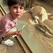 Lisandro participe au concours pour gagner de l'argent avec cette photo : child, boy, tortoise, glass_enclosure, snack, curious, sunlight, shadow, stone_floor, reptile, animal, crouching, casual_clothing, white_shoes, shorts, pink_shirt, indoor, zoo, observation, daylight