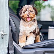 Hattie Turberville joined the competition — help win amazing prizes! animal, brown_fur, car, closeup, cute, dog, door, fluffy, happy, indoor, leather_seat, pet, portrait, puppy, seat, seatbelt, tan_fur, tongue_out, vehicle, white_fur