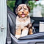 animal, brown_fur, car, closeup, cute, dog, door, fluffy, happy, indoor, leather_seat, pet, portrait, puppy, seat, seatbelt, tan_fur, tongue_out, vehicle, white_fur