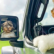 Hattie Turberville joined the competition — help win amazing prizes! dog, puppy, car, side_mirror, fur, paw, window, outdoor, vehicle, greenery, reflection, cute, pet, road_trip, nature, daytime, closeup, travel, adventure, companion