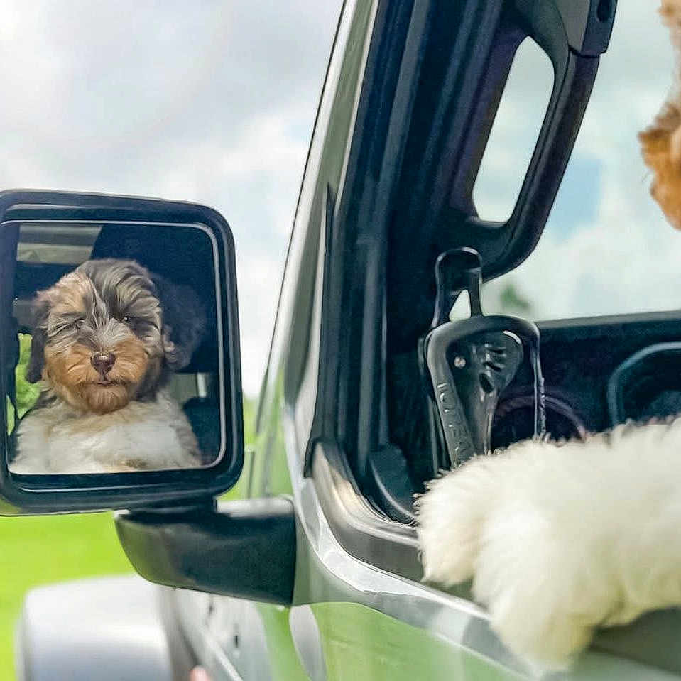 Hattie Turberville joined the competition — help win amazing prizes! adventure, car, closeup, companion, cute, daytime, dog, fur, greenery, nature, outdoor, paw, pet, puppy, reflection, road_trip, side_mirror, travel, vehicle, window