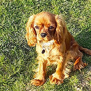 Pom a rejoint le concours — aidez-le/la à gagner de superbes lots ! canidae, carnivore, cavalier, cavalier_king_charles_spaniel, cocker_spaniel, companion_dog, dog, dog_breed, english_cocker_spaniel, grass, king_charles_spaniel, liver, mammal, puppy, rare_breed_dog, snout, spaniel, sporting_group, toy_dog, vertebrate