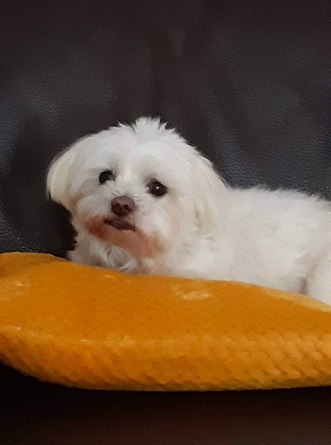 Glory participe au concours pour gagner de l'argent avec cette photo : bichon, bolognese, bolonka, canidae, carnivore, companion_dog, coton_de_tulear, dog, dog_breed, havanese, kyi_leo, mal_shi, maltepoo, maltese, mammal, puppy, shih_tzu, skin, toy_dog, vertebrate