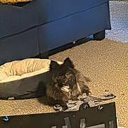 Tchalla is registered to the contest to win money with this photo: dog, pet, indoor, carpet, couch, sofa, dog_bed, blanket, fur, small_dog, black_fur, living_room, relaxed, sitting, ears, eyes, floor, cardboard, tape, cozy