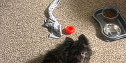 Tchalla is registered to the contest to win money with this photo: dog, small_dog, fluffy, black_fur, pet, carpet, rope_toy, red_ball, food_bowl, water_bowl, indoor, looking_up, eye_contact, toys, long_hair, living_space, cute, resting, playtime, floor