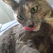 Nemesis participe au concours pour gagner de l'argent avec cette photo : animal, bed, cat, close_up, cozy, cute, ears, feline, fur, green_eyes, indoor, licking, mammal, pet, playful, portrait, relaxed, soft_light, tongue, whiskers