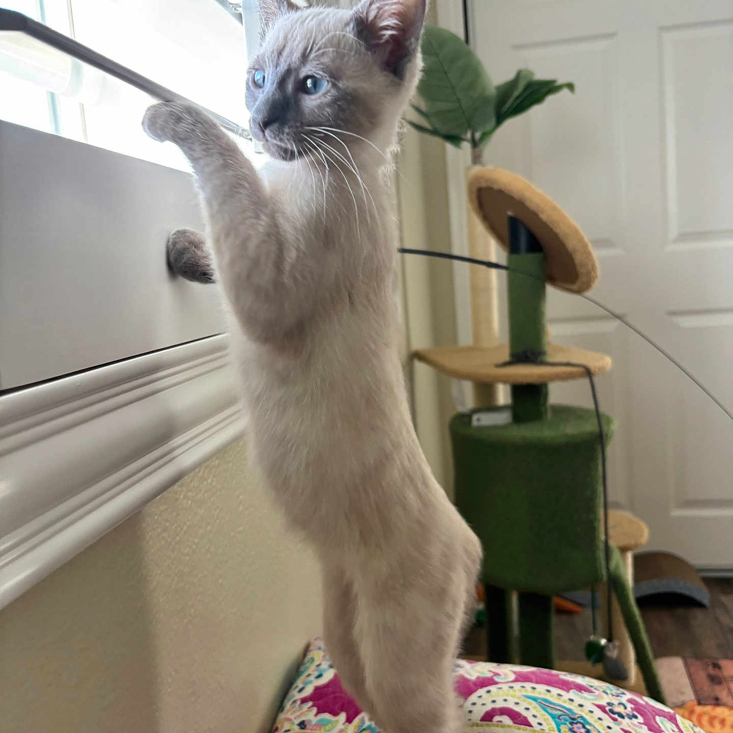 Milo joined the competition — help win amazing prizes! abyssinian, animal, architecture, building, cat, cushion, furniture, homedecor, indoors, kitten, linen, livingroom, manx, pet, plant, plywood, pottedplant, room, siamese, wood