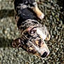 animal, canine, close_up, companion, curious, daylight, dog, ears, fur_pattern, looking_up, mixed_breed, nature, outdoor, pebble_ground, pet, portrait, snout, spotted_fur, walking, young_dog
