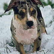Marley a rejoint le concours — aidez-le/la à gagner de superbes lots ! adorable, animal, background_blur, canine, cold, cute, dog, ears, fur, grass, muzzle, nature, outdoor, pet, playful, snow, spot_pattern, standing, winter, young