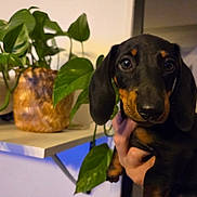 Aïko participe au concours pour gagner de l'argent avec cette photo : dog, dachshund, puppy, pet, indoor, plant, potted_plant, leafy_plant, shelf, hand, closeup, brown, black, cute, animal, eyes, face, fur, domestic_animal, home