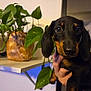 dog, dachshund, puppy, pet, indoor, plant, potted_plant, leafy_plant, shelf, hand, closeup, brown, black, cute, animal, eyes, face, fur, domestic_animal, home