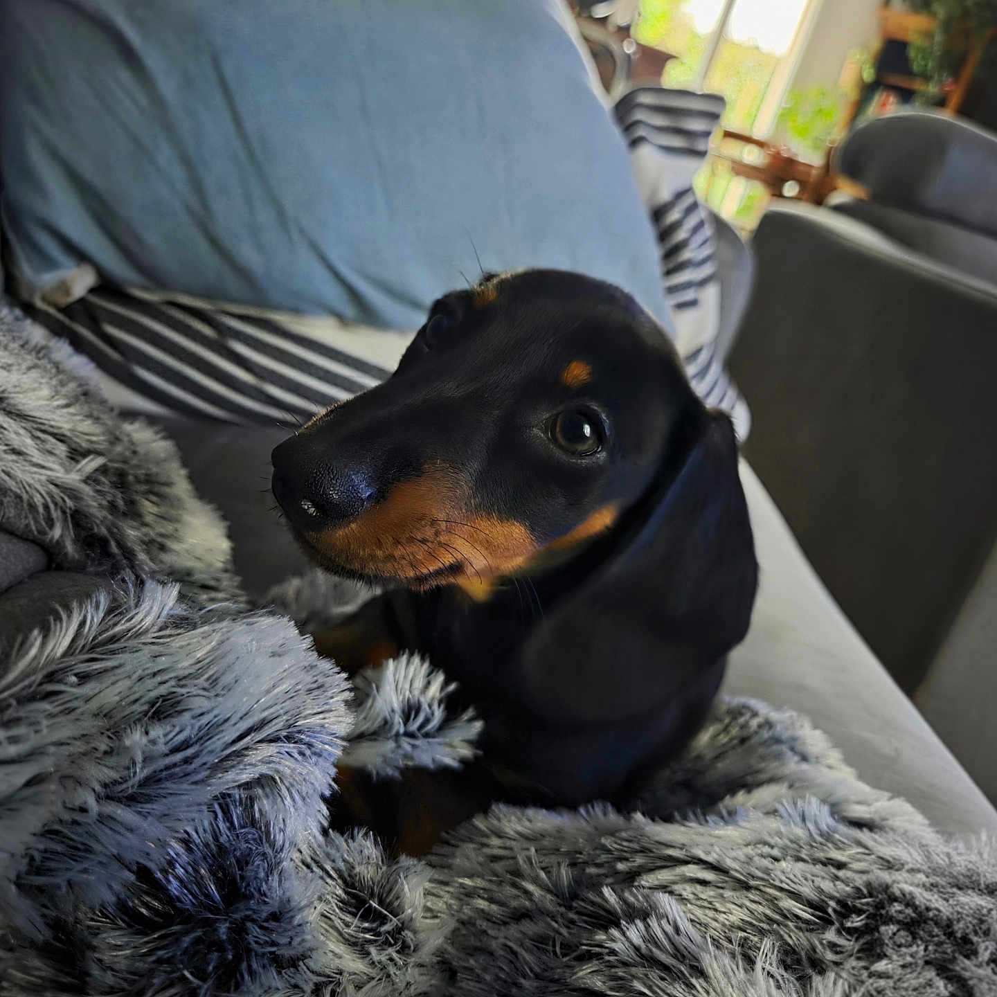 Aïko a rejoint le concours — aidez-le/la à gagner de superbes lots ! animal, black, blanket, comfort, couch, cozy, cute, dachshund, daylight, dog, fur, home, indoor, living_room, pet, puppy, relaxing, soft, tan, window