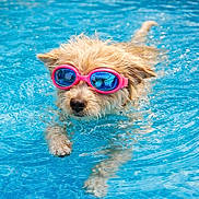 Jean Claude Thyrard a rejoint le concours — aidez-le/la à gagner de superbes lots ! aquatic, backyard, blue_water, canine, cute, dog, leisure, paws, pet, pink_goggles, playful, pool_edge, portrait, reflection, splashing, summer, swimming, swimming_pool, vacation, wet_fur