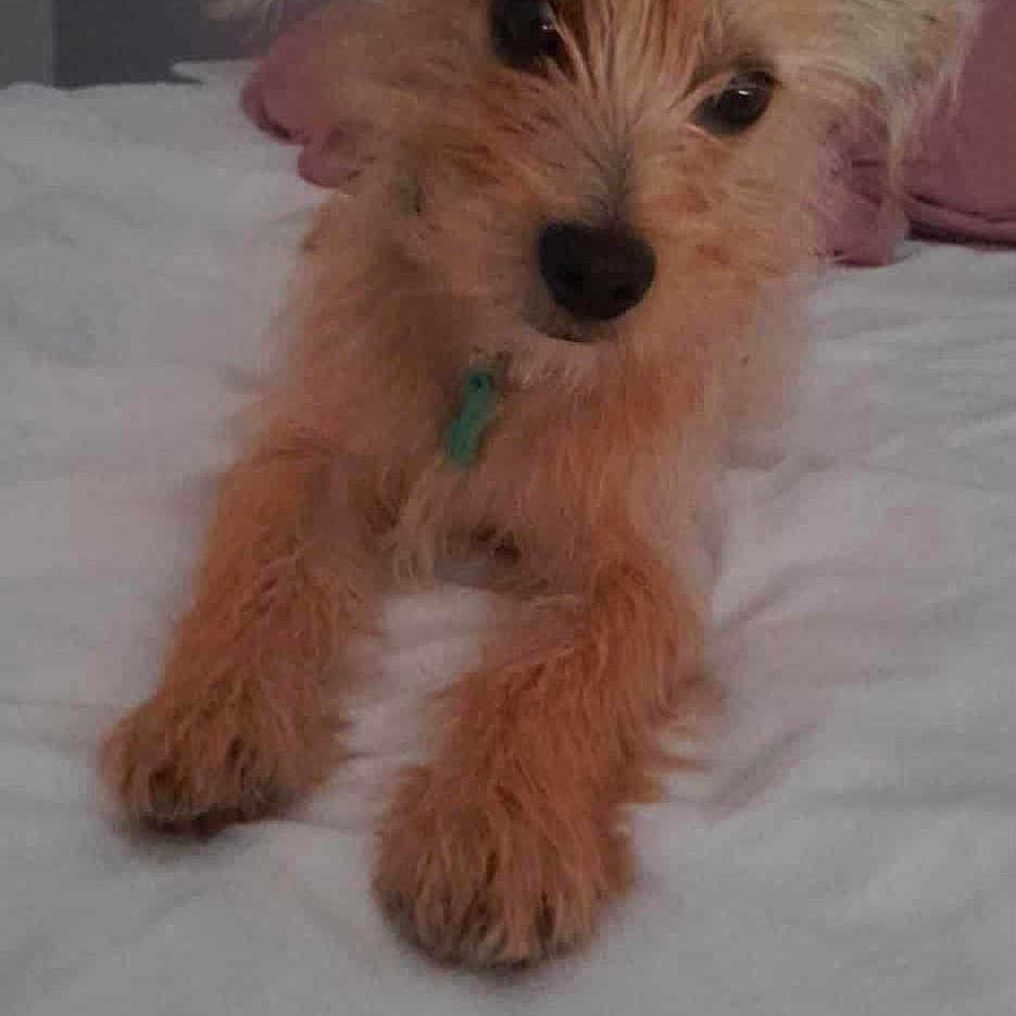 Jean Claude Thyrard participe au concours pour gagner de l'argent avec cette photo : animal, bed, bedroom, brown_fur, canine, collar, comfort, curious, cute, dog, domestic_animal, fur, indoor, lying_down, pet, portrait, relaxed, scruffy, small_dog, white_bedspread
