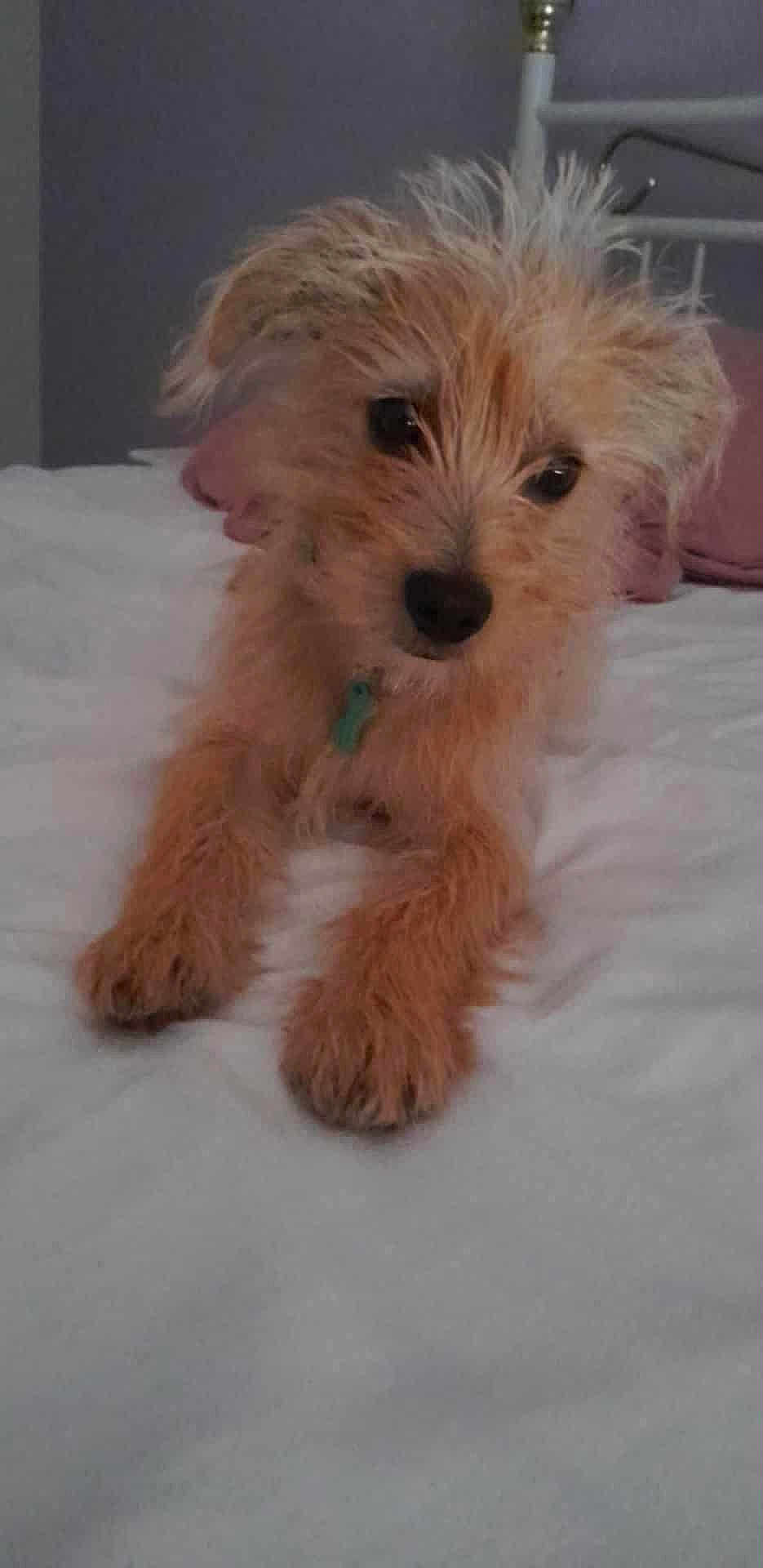 Jean Claude Thyrard participe au concours pour gagner de l'argent avec cette photo : dog, pet, bed, white_bedspread, fur, scruffy, cute, animal, indoor, curious, small_dog, brown_fur, relaxed, lying_down, collar, bedroom, comfort, portrait, canine, domestic_animal
