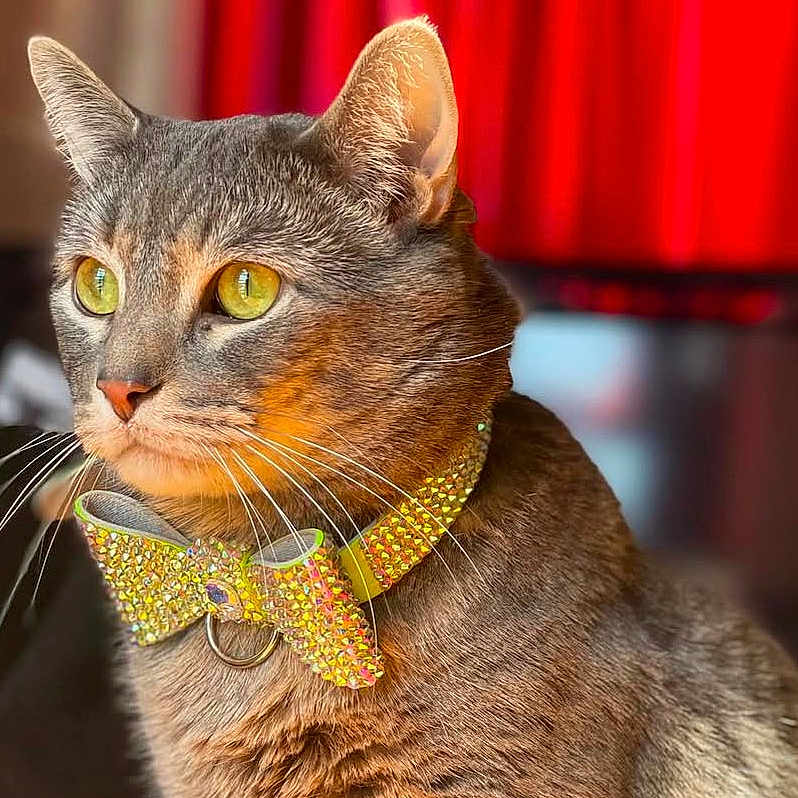 Fat Boy is registered to the contest to win money with this photo: abyssinian, accessories, angora, animal, cat, collar, egyptiancat, formalwear, jewelry, manx, necklace, necktie, pet, tie