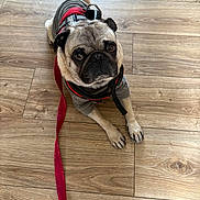 Deebo Salinas is registered to the contest to win money with this photo: dog, pug, pet, leash, hoodie, wooden_floor, indoor, cute, animal, canine, small_dog, waiting, looking_up, brown, fur, ears, face, eyes, front_paws, domestic_animal