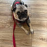 dog, pug, pet, leash, hoodie, wooden_floor, indoor, cute, animal, canine, small_dog, waiting, looking_up, brown, fur, ears, face, eyes, front_paws, domestic_animal