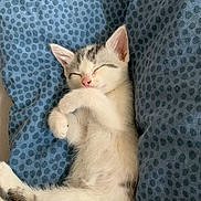 Summer a rejoint le concours — aidez-le/la à gagner de superbes lots ! kitten, cat, sleeping, cute, furry, pet, animal, cozy, blanket, resting, paw, fur, domestic_cat, young, peaceful, indoor, adorable, small, whiskers, relaxed
