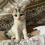 Summer participe au concours pour gagner de l'argent avec cette photo : kitten, cat, animal, pet, cute, white, gray, fur, whiskers, ears, paws, sitting, bed, blanket, pattern, indoor, young, small, curious, portrait