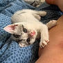 Summer participe au concours pour gagner de l'argent avec cette photo : kitten, cat, pet, animal, cute, playful, bed, blanket, human_leg, fur, whiskers, claws, indoor, resting, young, mammal, cozy, closeup, curious, soft