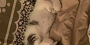 Summer participe au concours pour gagner de l'argent avec cette photo : kitten, cat, pet, animal, bed, blanket, fur, cute, young, resting, indoor, whiskers, paws, tail, sleepy, cozy, striped, white, gray, soft