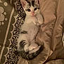 kitten, cat, pet, animal, bed, blanket, fur, cute, young, resting, indoor, whiskers, paws, tail, sleepy, cozy, striped, white, gray, soft