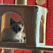 Ellie is registered to the contest to win money with this photo: cat, kitten, cat_tree, pet, indoor, curtain, plush, paw, eyes, whiskers, portrait, lounging, cozy, furniture, toy_ball, sunlight, shadow, home, animal, resting