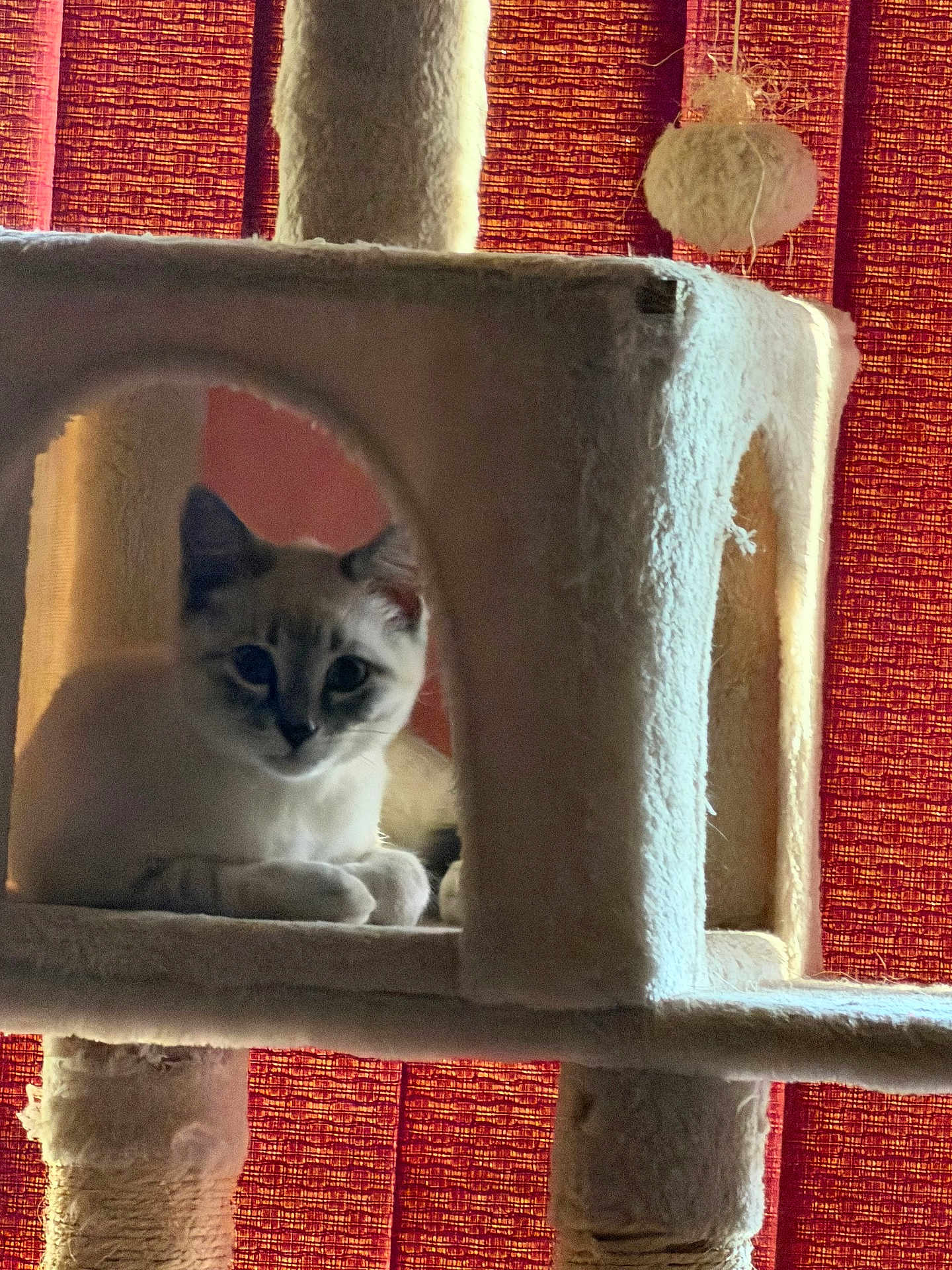 Ellie is registered to the contest to win money with this photo: cat, kitten, cat_tree, pet, indoor, curtain, plush, paw, eyes, whiskers, portrait, lounging, cozy, furniture, toy_ball, sunlight, shadow, home, animal, resting