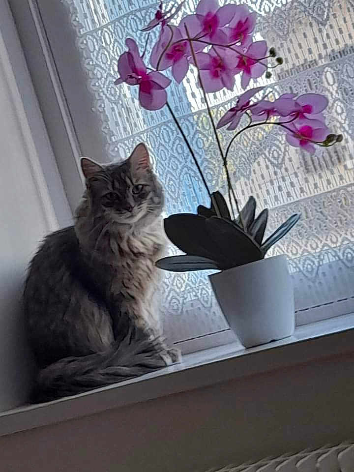 Suzette