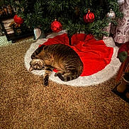 Matic is registered to the contest to win money with this photo: animal, brown_cat, carpet, cat, christmas_tree, cozy, curtains, decorations, festive, furniture, holiday, home, indoor, ornaments, pet, red_ornaments, relaxed, striped_cat, tabby_cat, tree_skirt