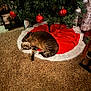 animal, brown_cat, carpet, cat, christmas_tree, cozy, curtains, decorations, festive, furniture, holiday, home, indoor, ornaments, pet, red_ornaments, relaxed, striped_cat, tabby_cat, tree_skirt