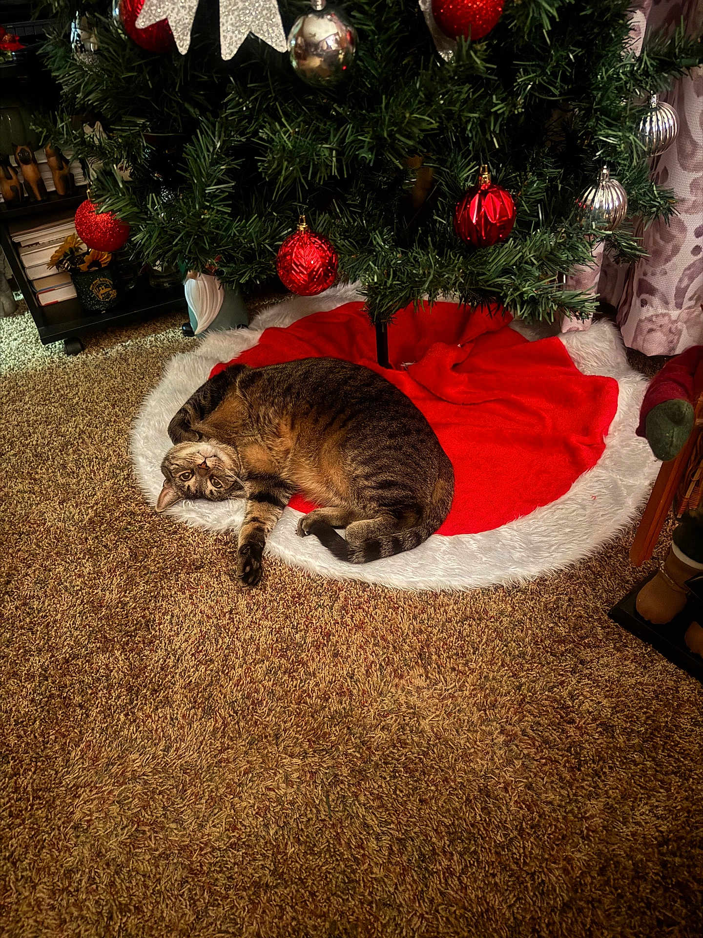 Matic is registered to the contest to win money with this photo: animal, brown_cat, carpet, cat, christmas_tree, cozy, curtains, decorations, festive, furniture, holiday, home, indoor, ornaments, pet, red_ornaments, relaxed, striped_cat, tabby_cat, tree_skirt