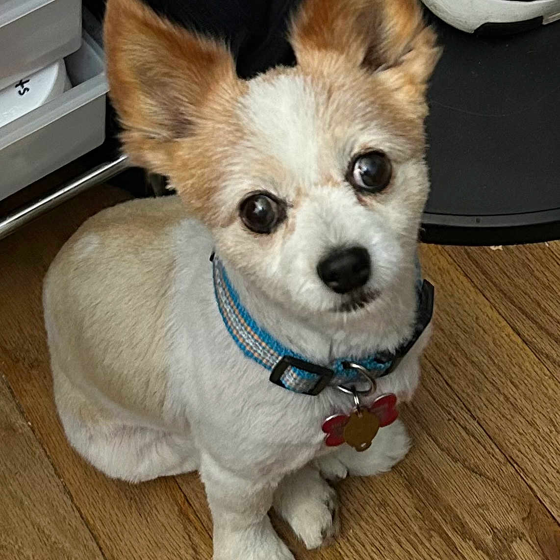 Papi Montana Ramos is registered to the contest to win money with this photo: adorable, animal, close_up, collar, companion, curious, cute, dog, domestic_animal, ears, floor, fur, household, indoor, looking_up, pet, sitting, small_dog, wooden_floor, young_dog