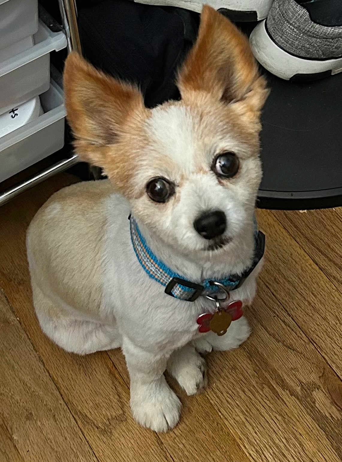 Papi Montana Ramos is registered to the contest to win money with this photo: dog, small_dog, pet, animal, collar, indoor, wooden_floor, cute, sitting, looking_up, ears, fur, household, floor, domestic_animal, companion, adorable, close_up, young_dog, curious