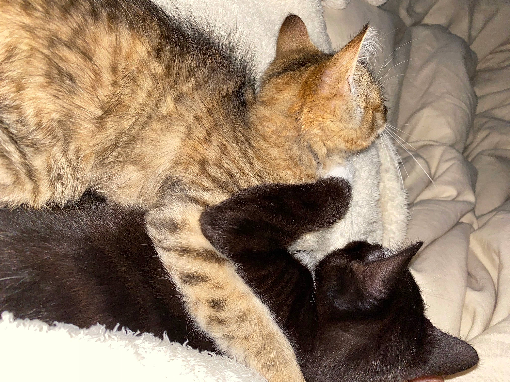 Billy Madison joined the competition — help win amazing prizes! bombay, carnivore, cat, cat_supply, claw, comfort, domestic_short_haired_cat, fawn, felidae, fur, nap, paw, siamese, sleep, small_to_medium_sized_cats, snout, tail, terrestrial_animal, whiskers