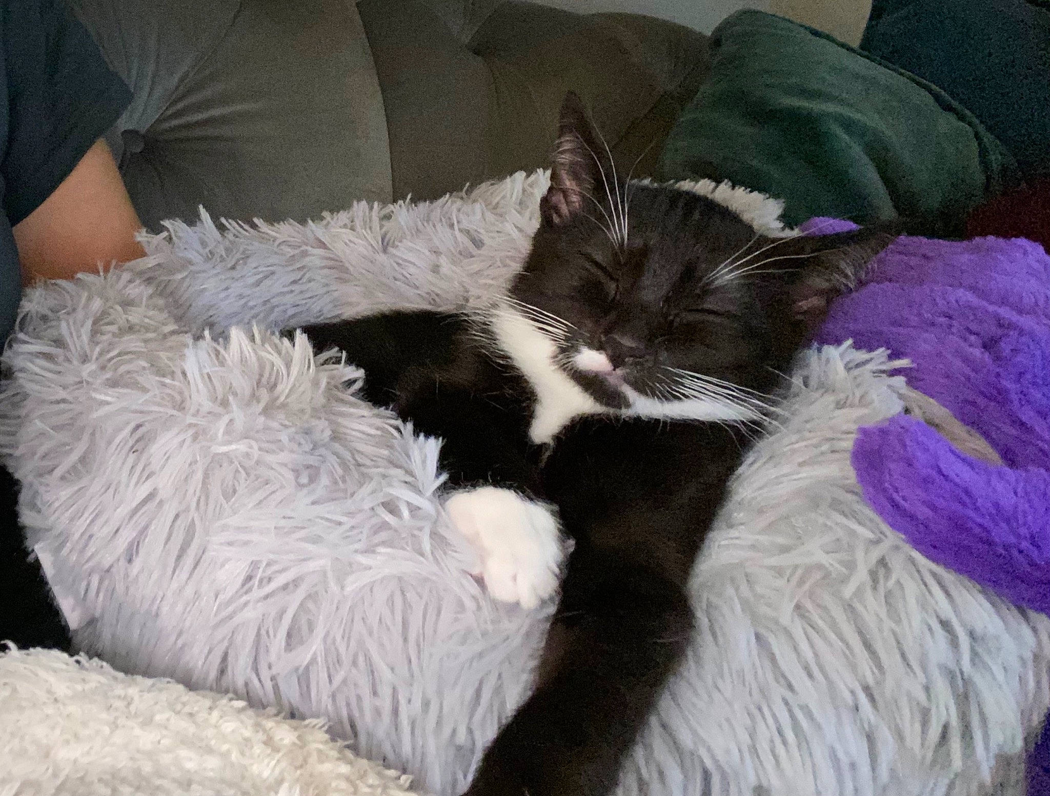 Billy Madison is registered to the contest to win money with this photo: black_cat, canidae, carnivore, cat, cat_bed, cat_supply, comfort, companion_dog, couch, dog_breed, domestic_short_haired_cat, felidae, furniture, grey, luggage_and_bags, paw, small_to_medium_sized_cats, sporting_group, tail, whiskers