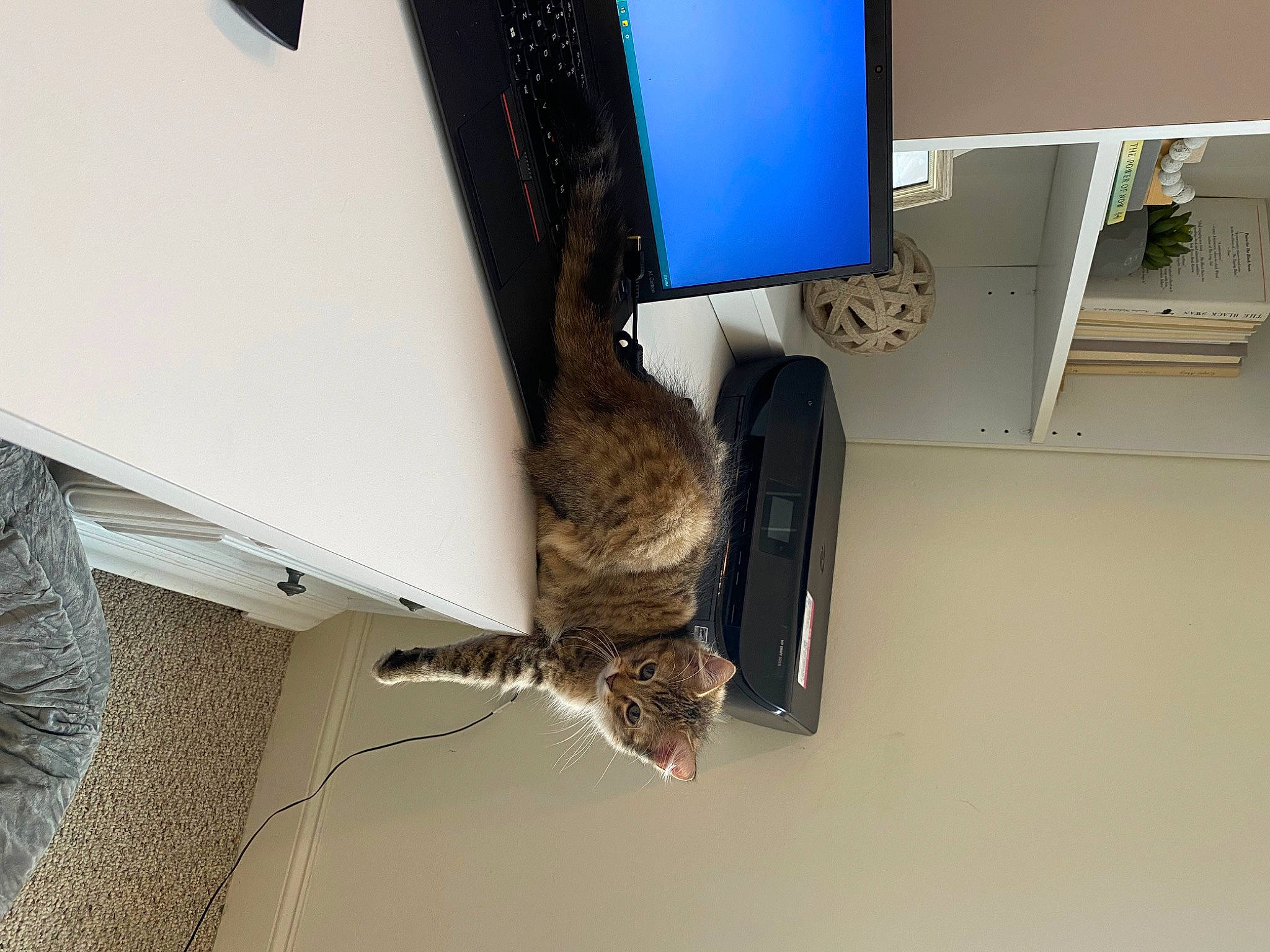 Billy Madison joined the competition — help win amazing prizes! automotive_tire, cat, computer, computer_desk, computer_keyboard, computer_monitor, desk, desktop_computer, felidae, fender, gadget, input_device, netbook, output_device, peripheral, personal_computer, space_bar, tire, tread, wheel