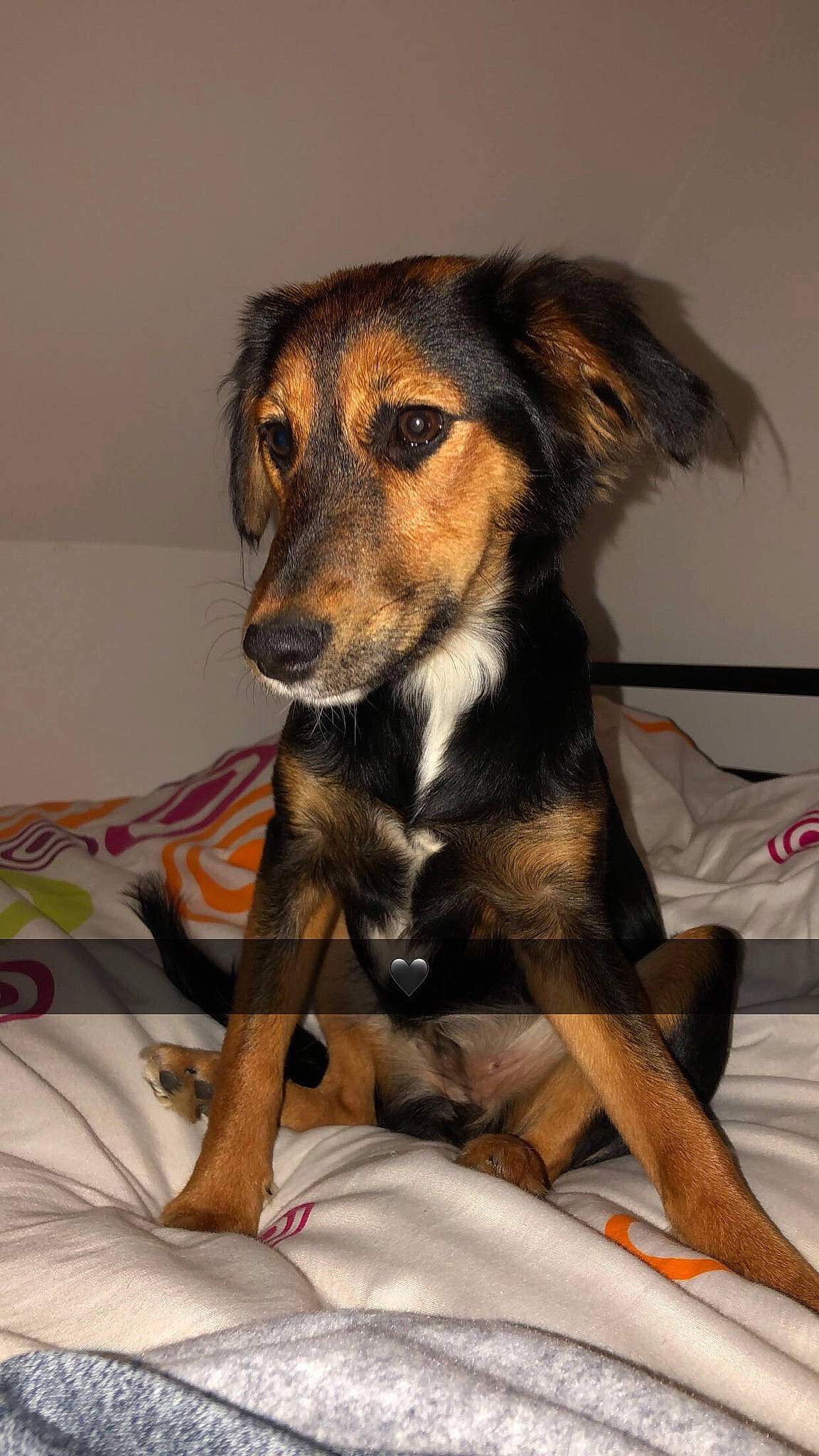 Aya participe au concours pour gagner de l'argent avec cette photo : black_and_tan_terrier, canidae, carnivore, companion_dog, dog, dog_breed, german_pinscher, huntaway, mammal, manchester_terrier, puppy, rare_breed_dog, saluki, sporting_group, toy_manchester_terrier, working_dog